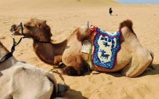 哪些畜禽是单胃，鸡、鸭、鹅、猪等动物比较常见