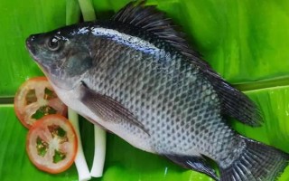 怎么钓5斤以上大罗非鱼，可用手竿亦可用海竿或矶竿