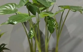 滴水观音不发芽如何处理，每天提供6小时左右的散射光可促进萌芽生长