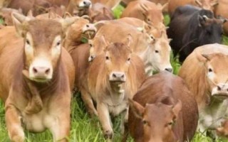 云南高峰牛的挽力,最大挽力可达到229公斤左右