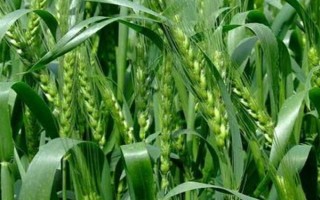 鄂恩7号小麦品种简介，单作亩播种8～12公斤