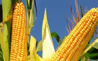 师单3号玉米种子特征特性,(红河)平均生育期112天