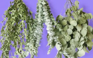 尤加利的养殖方法，每天晒光6小时左右