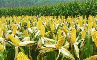 滇宝153玉米种简介,春播适宜在4月上中旬播种