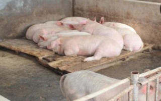 养殖母猪的误区，滥用脱霉剂、催情激素和催产素是不可取的行为