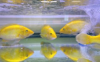 黄金鲷好不好养，饲养难度低适合新手