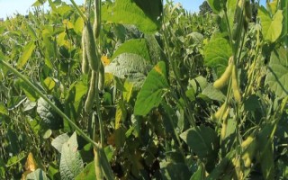 皖宿5717大豆品种简介,全生育期103天左右
