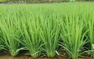 嘉禾优6号水稻品种简介,旱育抛秧5月15日左右播种