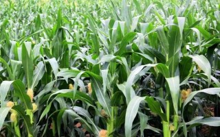 富中13号玉米种子简介，高抗粗缩病