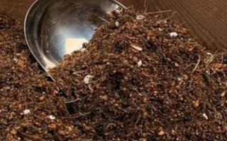 孔雀草的发芽时间，通常为播种后10天左右