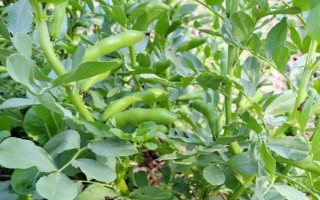 蚕豆的种植方法,春播一般在3月中下旬至4月上旬播种