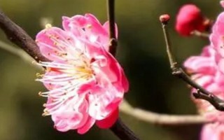 梅花如何繁殖，可嫁接、播种、扦插和压条繁殖