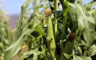 睿玉809玉米种子简介，适宜播期6月5日至6月15日