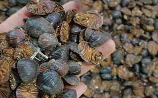 有哪些特色养殖项目,蚕、黄粉虫、土元、蜈蚣均属于特色养殖