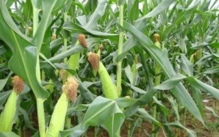中金368玉米种子特点,亩植密度3000株左右