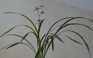 兰花的品种，有蕙兰、春兰、墨兰等