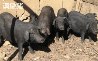 云南省的家畜与家禽地方品种，有六大名猪、名牛、名羊等