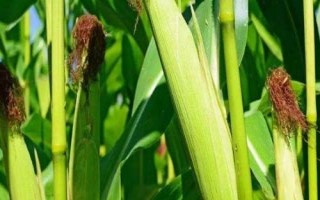 益农玉18玉米品种的特性,种植密度不宜过大