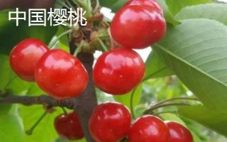 樱桃树开花是什么颜色的,会开白色的花朵