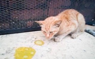 宠物猫患上猫藓的原因，与病猫产生接触、自身抵抗力差、环境潮湿均会引起