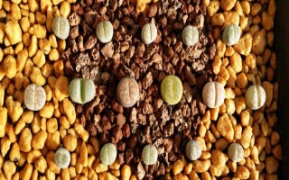 夏天休眠的多肉种类，常见的有生石花、雪莲等