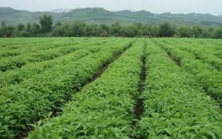 种植中药材不能用什么肥料，具有腐蚀与毒害作用、含有有害离子的肥料均不能使用