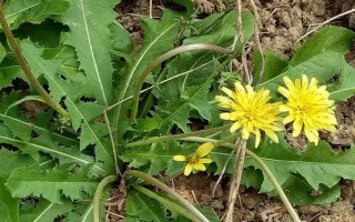 蒲公英的飞絮时间，一般为6-7月份