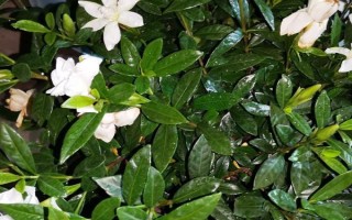 什么品种的栀子花好养,黄栀子花是最好养的