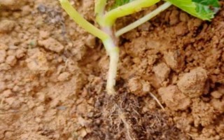 作物为什么长势不佳,重茬、施肥不当、农药过量使用均会导致