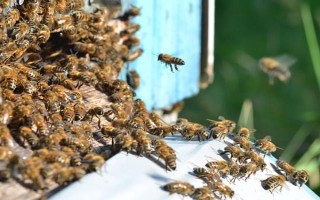 如何诱蜂，首先要制作一个合适的诱蜂箱