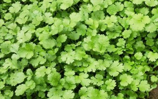 香菜催芽播种的方法，根据当地的气候环境选择合适的品种