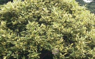 木半夏与胡颓子有什么区别，植物类型、叶片、花朵等方面均不同