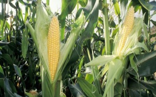 CS200玉米种子特点，密度5000株/亩