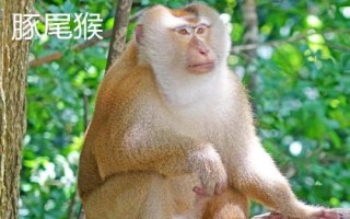 食蟹猴可以个人养殖出售吗，为国家二级重点保护野生动物