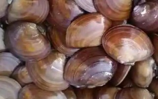 紫石房蛤的产地，主要分布在渤海、黄海等海域