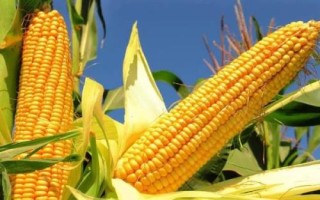 辽作1号玉米种简介，平均生育期131天