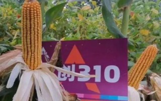 西南地区适合种植的玉米品种，常见的有鄂玉10号、强硕168等