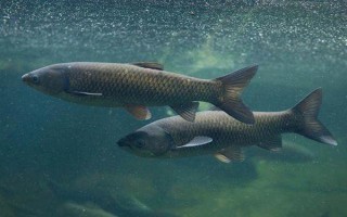 青鱼吃什么食物，幼鱼阶段吃浮游动物