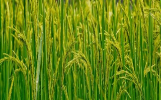 广8优1205水稻品种简介,每亩大田用种量0~5千克