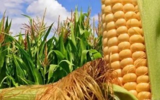 兴达7号玉米种子特征特性,4月上旬播种