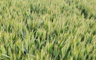 河农58-3小麦品种简介，抗寒性与对照品种相当