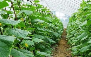 黄瓜的种植条件要求,喜欢生长在温暖的环境