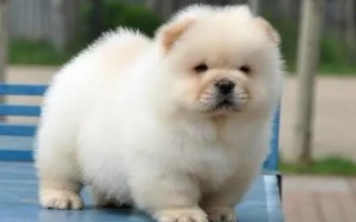 松狮幼犬的饲养方法，幼儿期每天饲喂3-4次