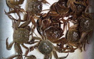 哪种蟹被称为六月黄，一般是指尚未成年的螃蟹