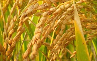 天丰优101水稻种子简介，秧田播种量每亩12-15公斤