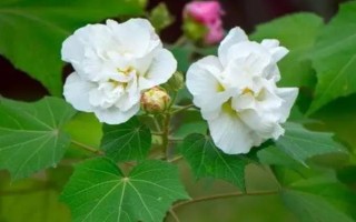 怎么养芙蓉花,夏季需要做好遮阴措施