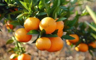 橙子优质丰产的条件，需要合理的温度、土壤和光照