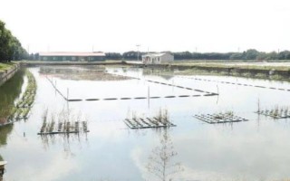 锯缘青蟹如何养殖,是我国珍贵的水产品之一