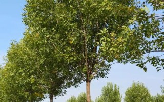 白蜡树籽有什么用处,可作为药材入药