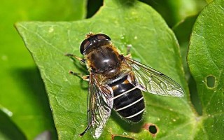 蜜蜂的寿命，不同蜂型的寿命不同